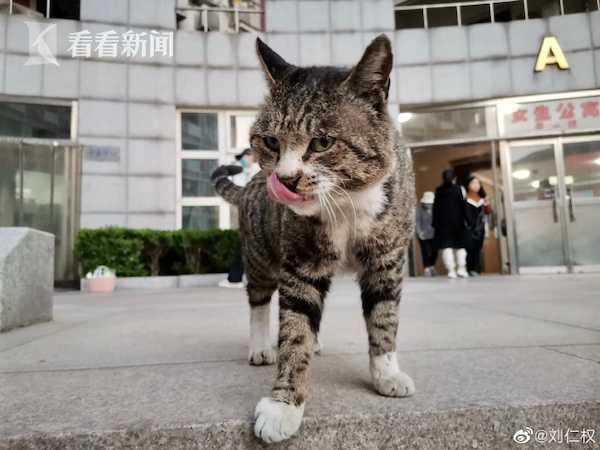 某女子吃猫视频被爆料,引发社会广泛关注与谴责  第2张