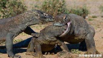 印度巨蜥爆料新闻最新版,揭秘神秘生物的生存现状与挑战 第2张 印度巨蜥爆料新闻最新版,揭秘神秘生物的生存现状与挑战 第2张